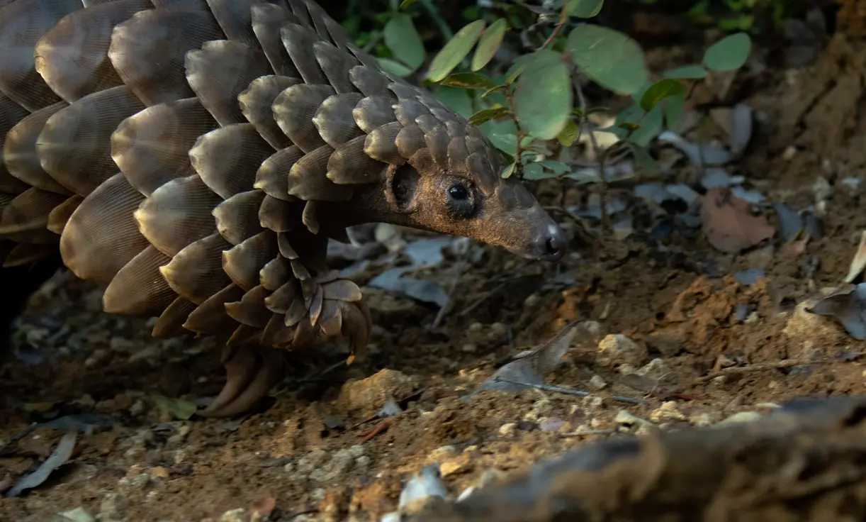 Pangolin walking over leaf litter on the ground