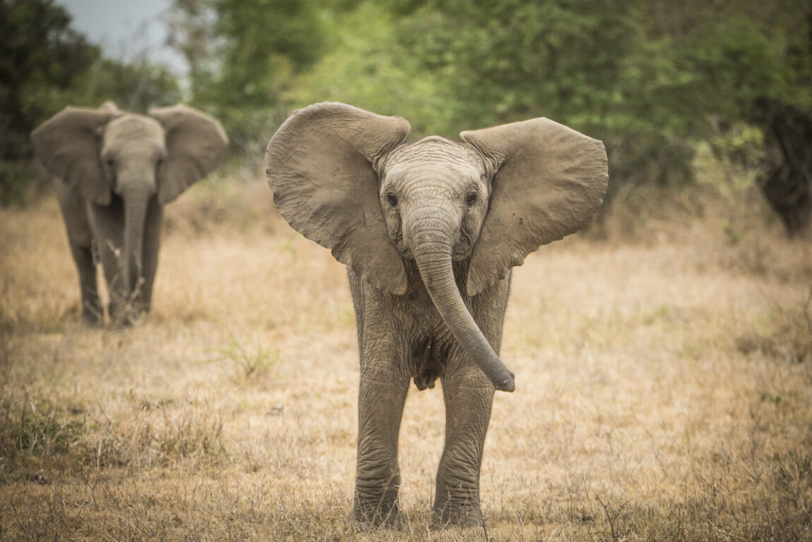 Young elephant walking towards the camera through dry grass, with another elephant behind