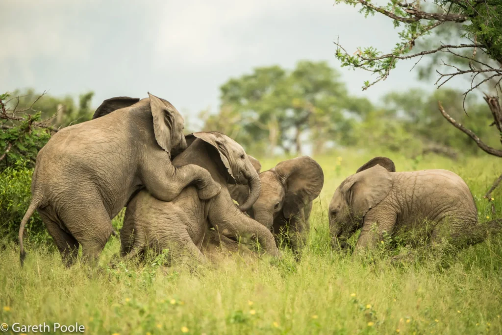 Young elephants playing together in green grass