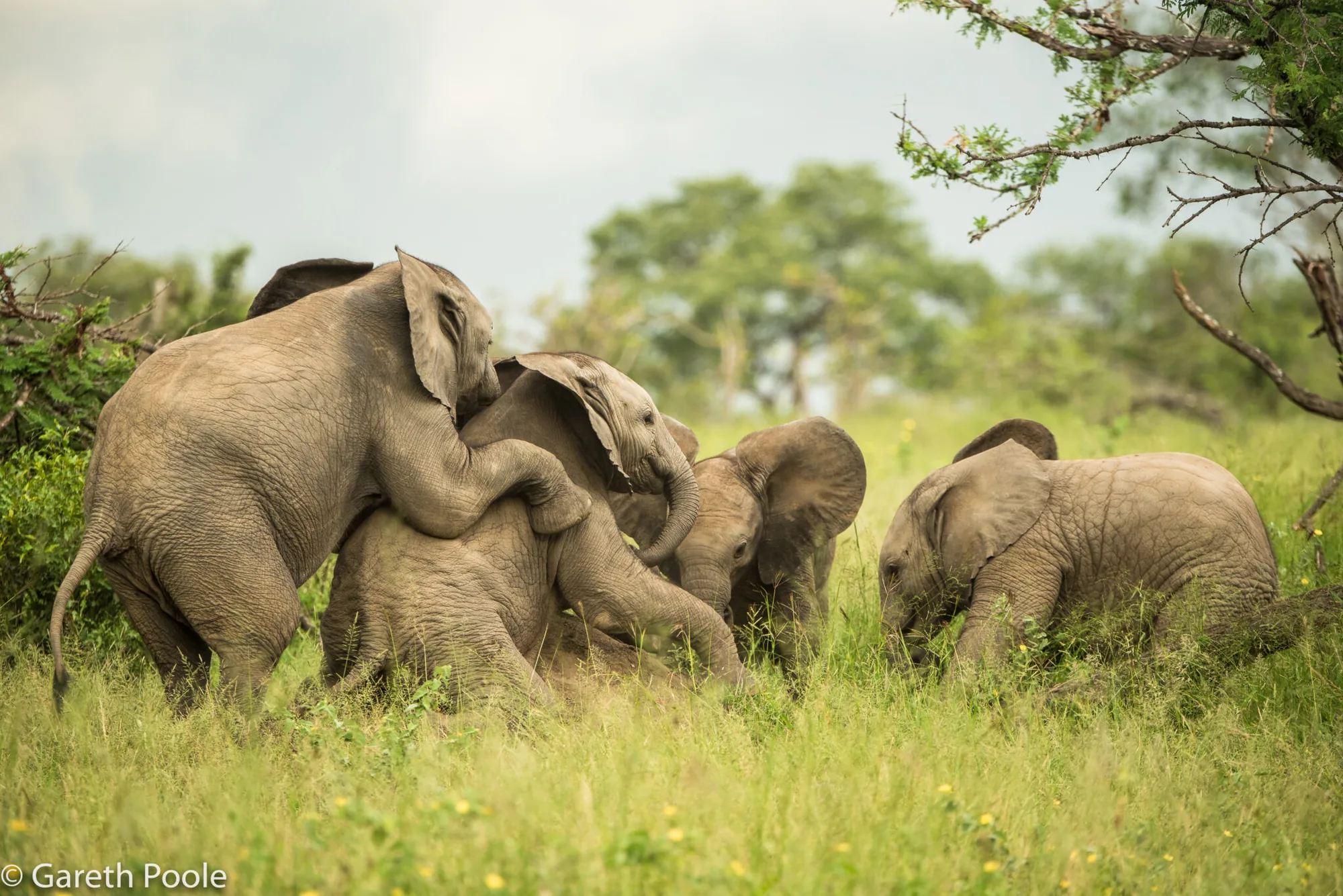 Young elephants playing together in green grass