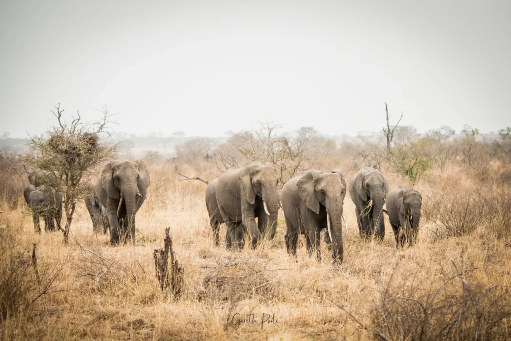 Herd of elephants walking through dry grassland and bush