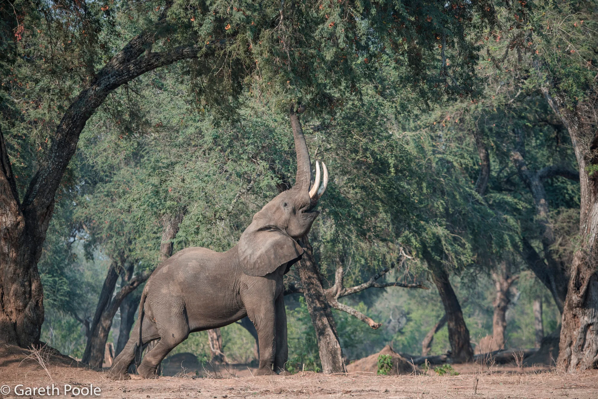 Elephant reaching up with its trunk into the branches of a tree