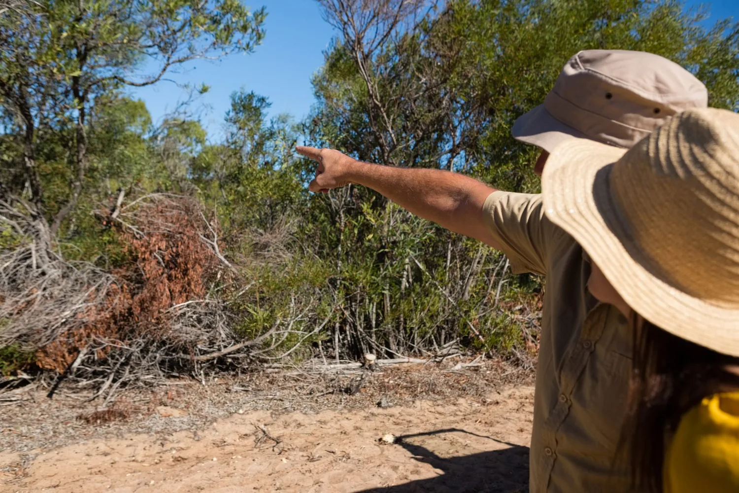 Guide pointing out something in the bush to a guest on foot