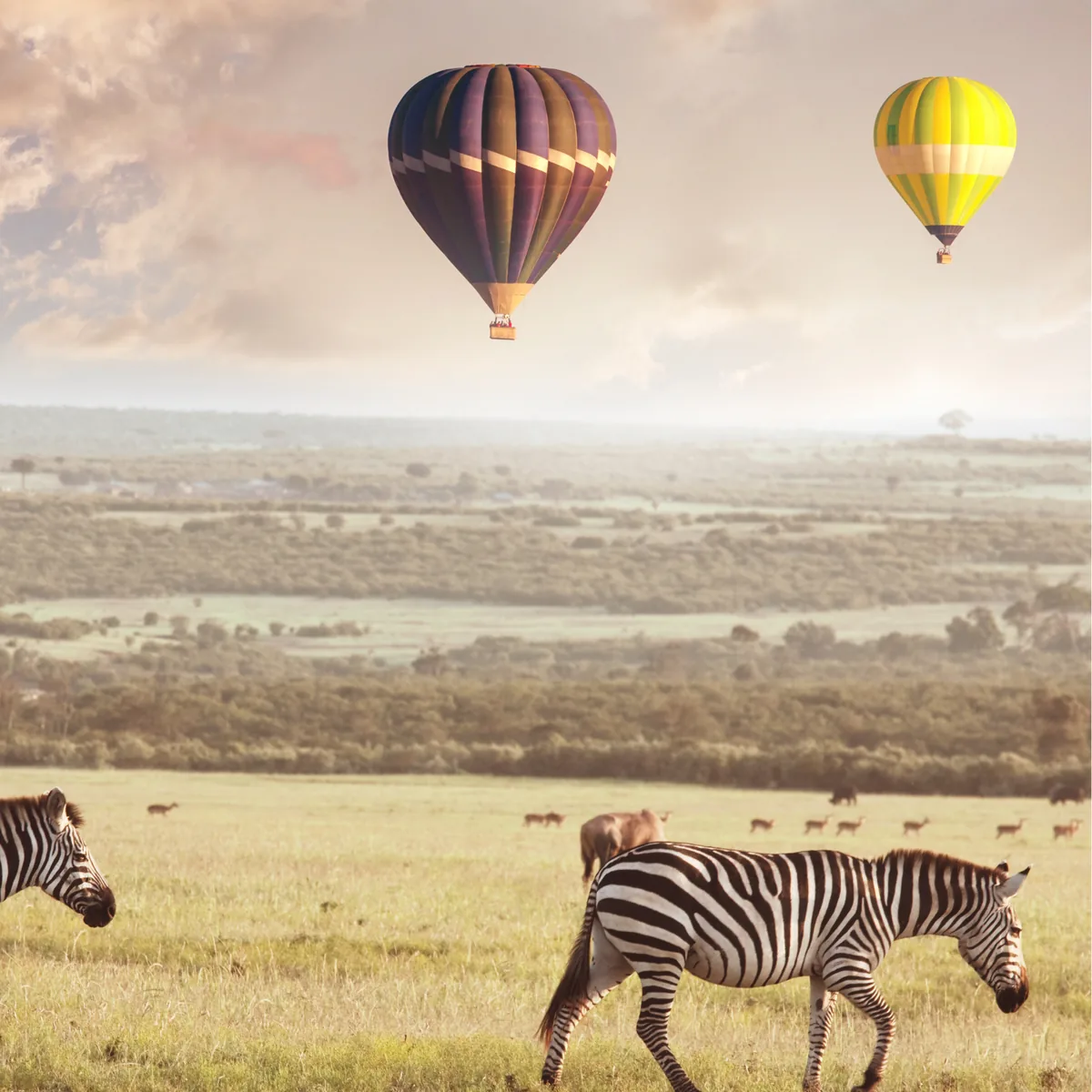 Hot air balloons drifting over the savanna with zebras grazing below