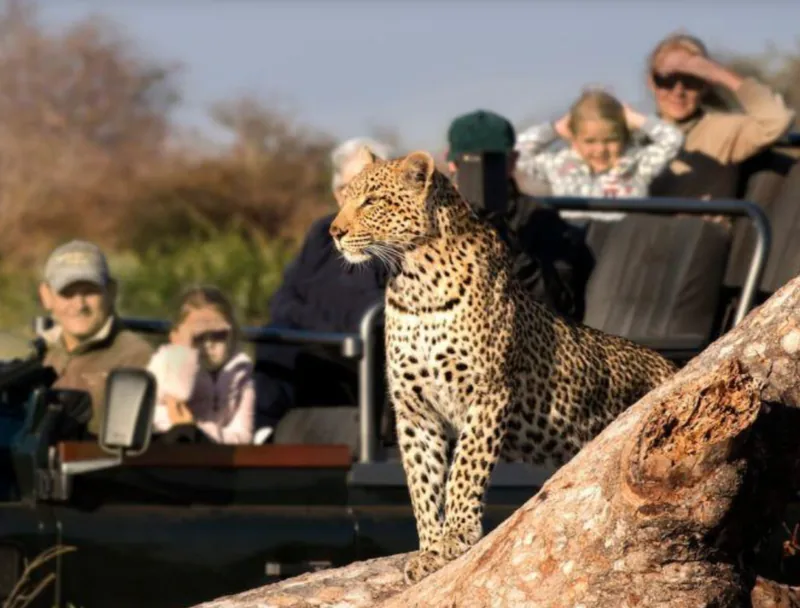 Leopard resting on a fallen log beside an open safari vehicle