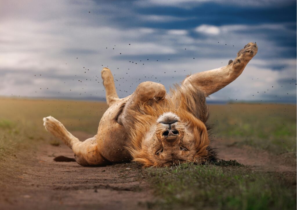 Lion rolling in the grass in the Masai Mara, Kenya