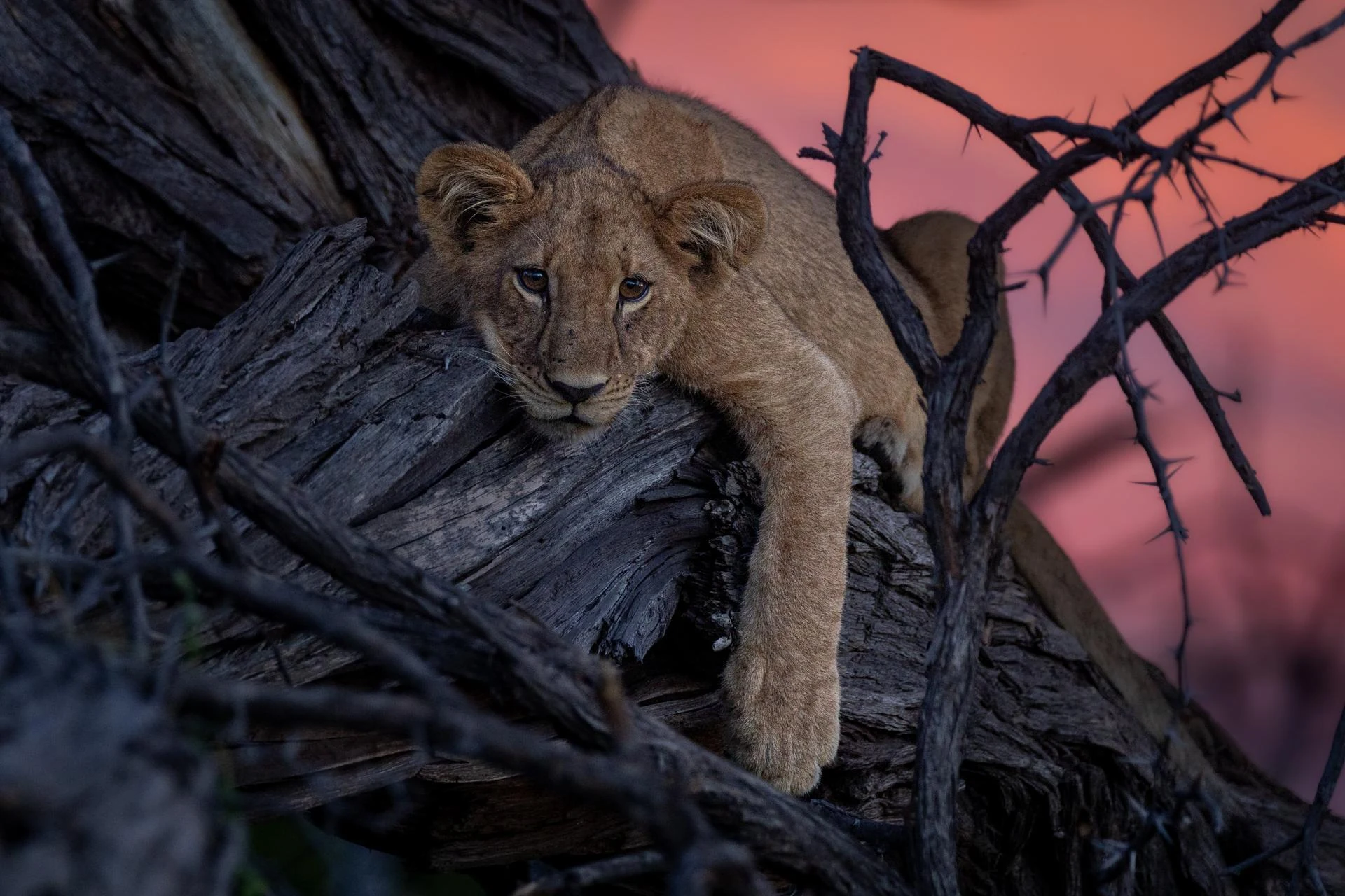 Lion cub resting on a fallen tree trunk against a pink dusk sky