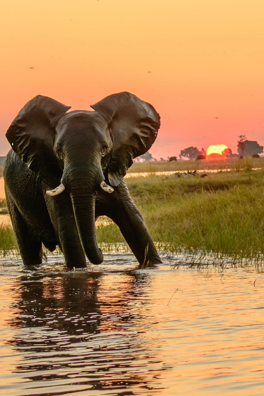 Elephant wading through shallow water at sunset under an orange sky