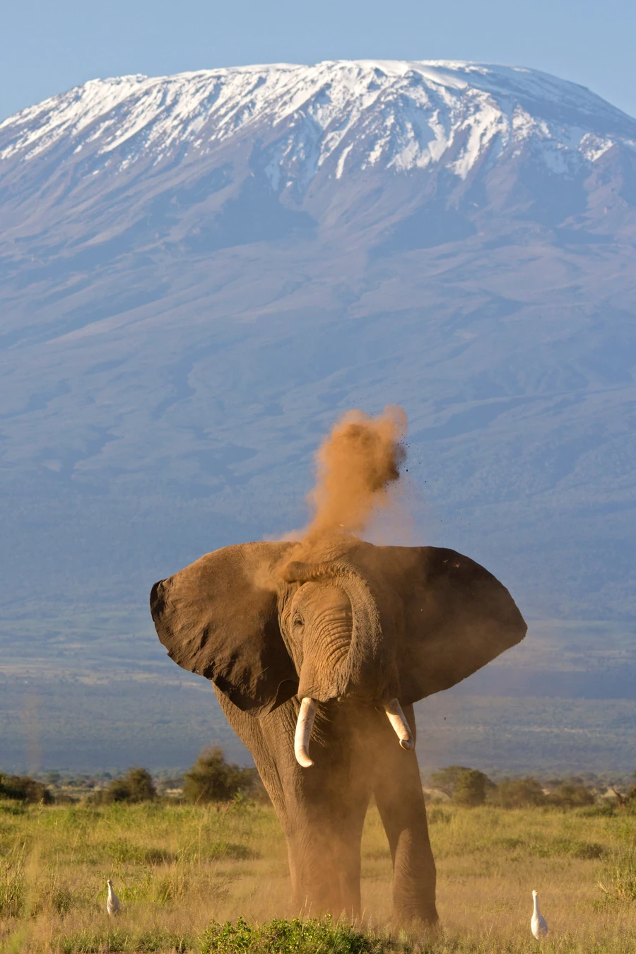 Elephant throwing dust over its back in front of snow-capped Mount Kilimanjaro in Amboseli