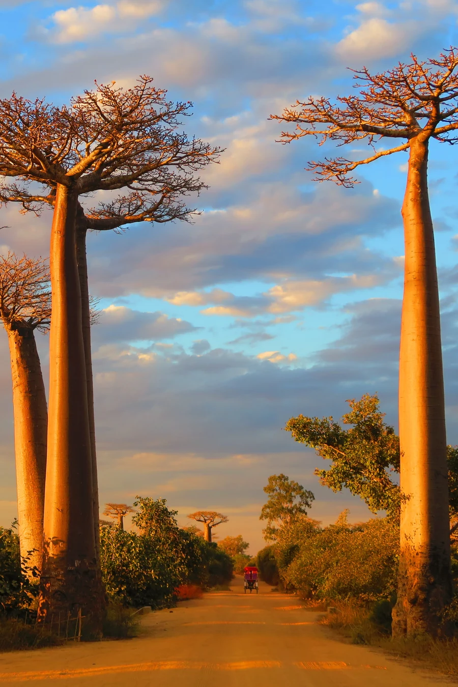 Avenue of tall baobab trees beside a red dirt road under a cloudy sky