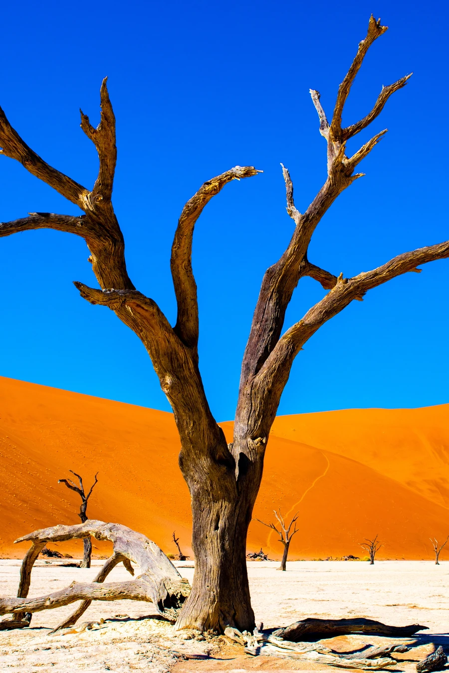 Dead camel thorn tree on the white clay pan of Deadvlei, with orange dunes and a deep blue sky behind