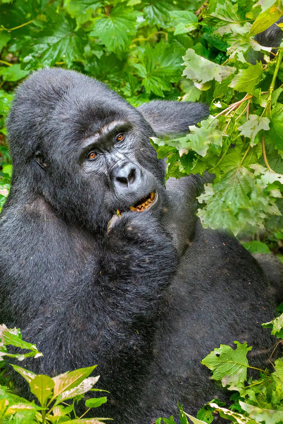 Mountain gorilla resting among green leaves and looking towards the camera