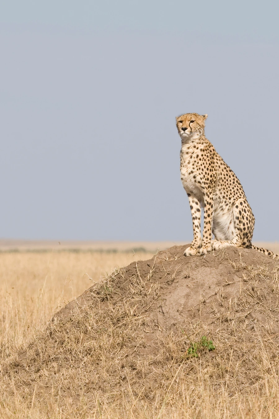 Cheetah sitting upright on a termite mound above golden grassland under a pale sky