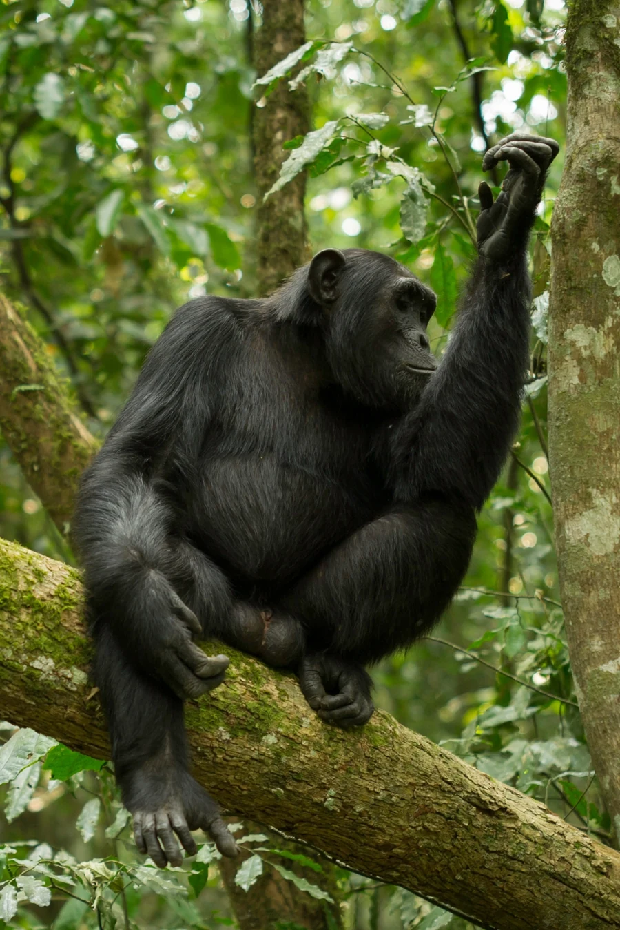 Chimpanzee sitting on a mossy branch in the forest and reaching up to a tree trunk
