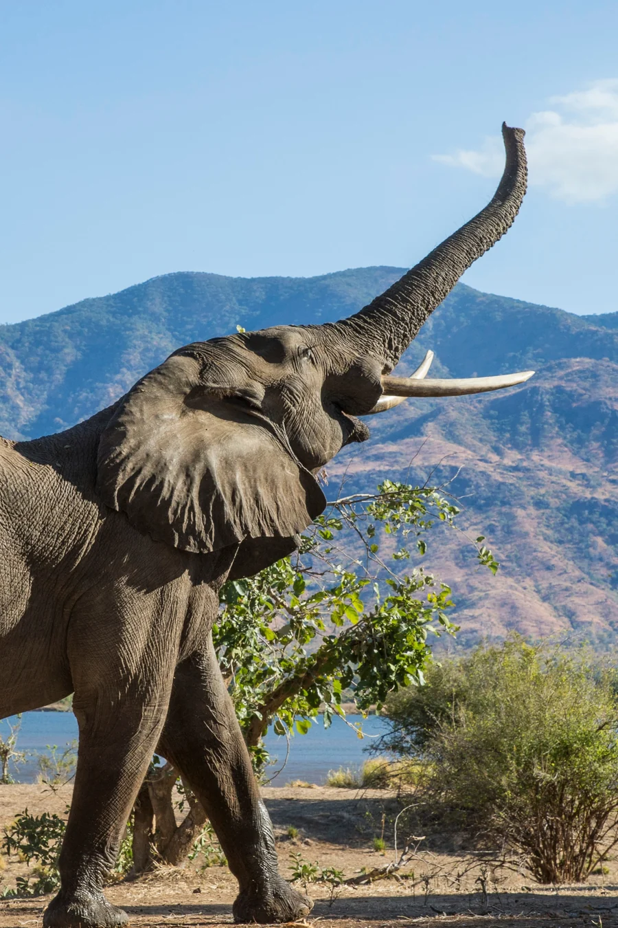 Elephant raising its trunk among dry bush with mountains behind