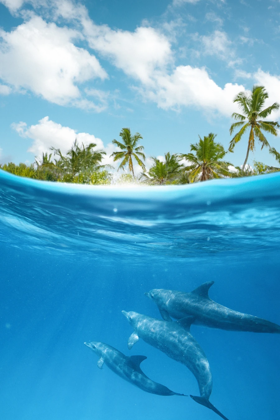 Split view of palm trees under a blue sky above the waterline and dolphins swimming below the surface