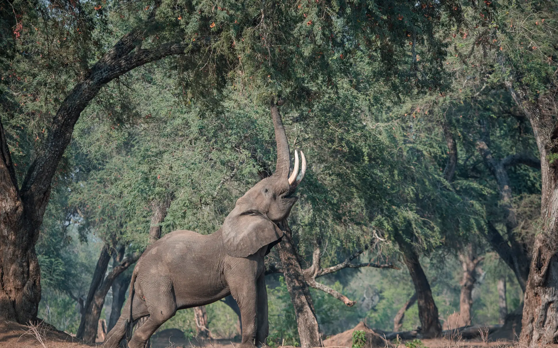 Elephant reaching up with its trunk to feed on the leaves of a tree, tusks raised