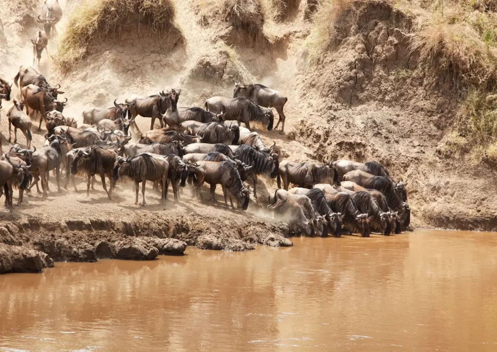 Wildebeest herd coming down a steep, dusty bank to the Mara River