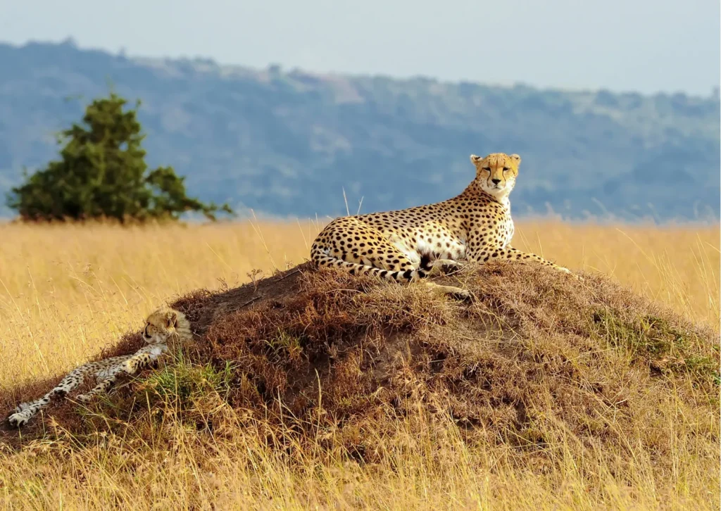 Cheetah and cub resting on a termite mound in the Masai Mara