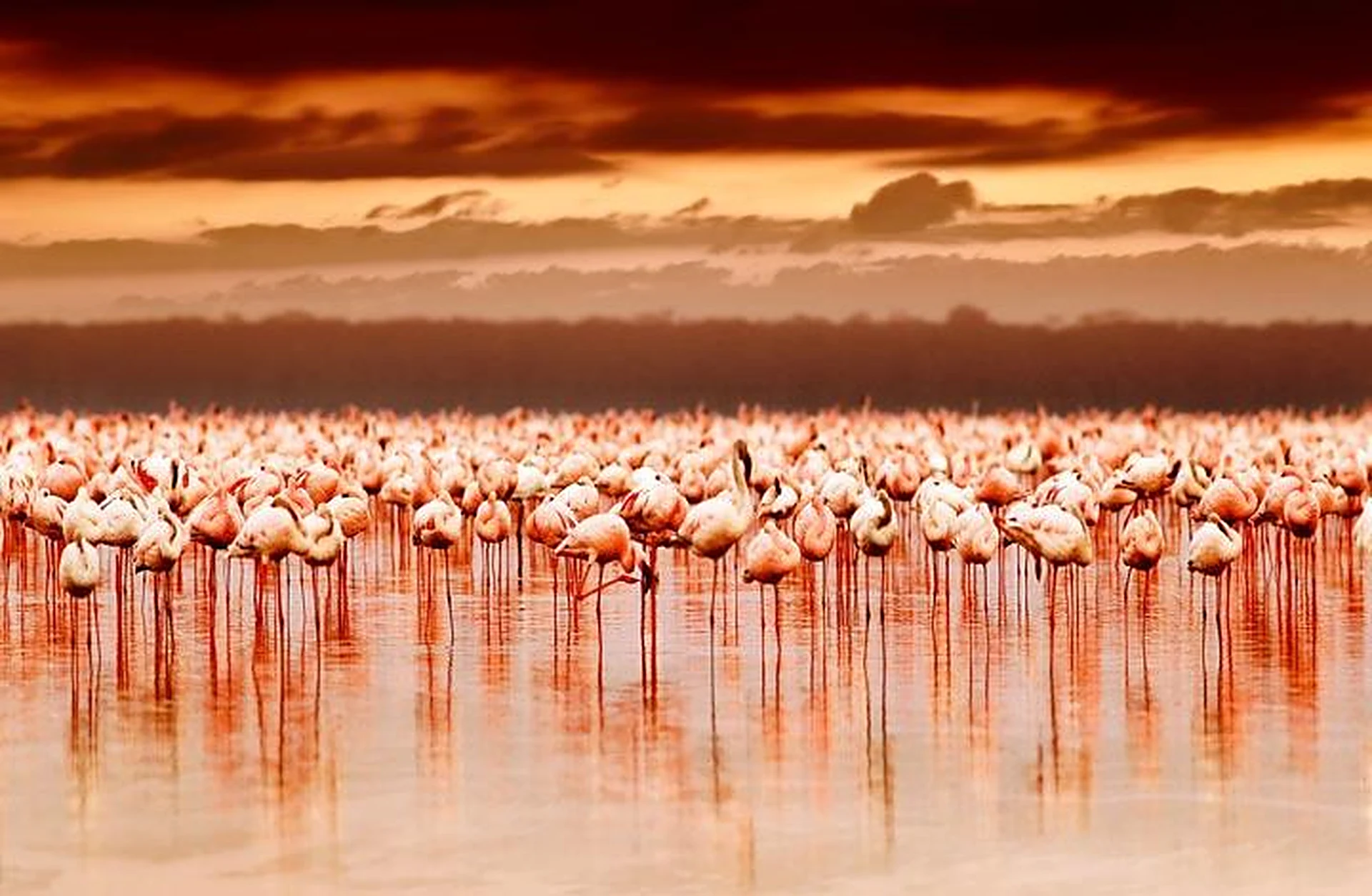 Flock of flamingos standing in a shallow lake under an orange sunset sky