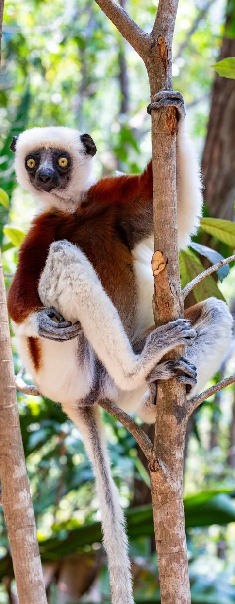 Sifaka lemur with white and chestnut fur clinging to a tree trunk