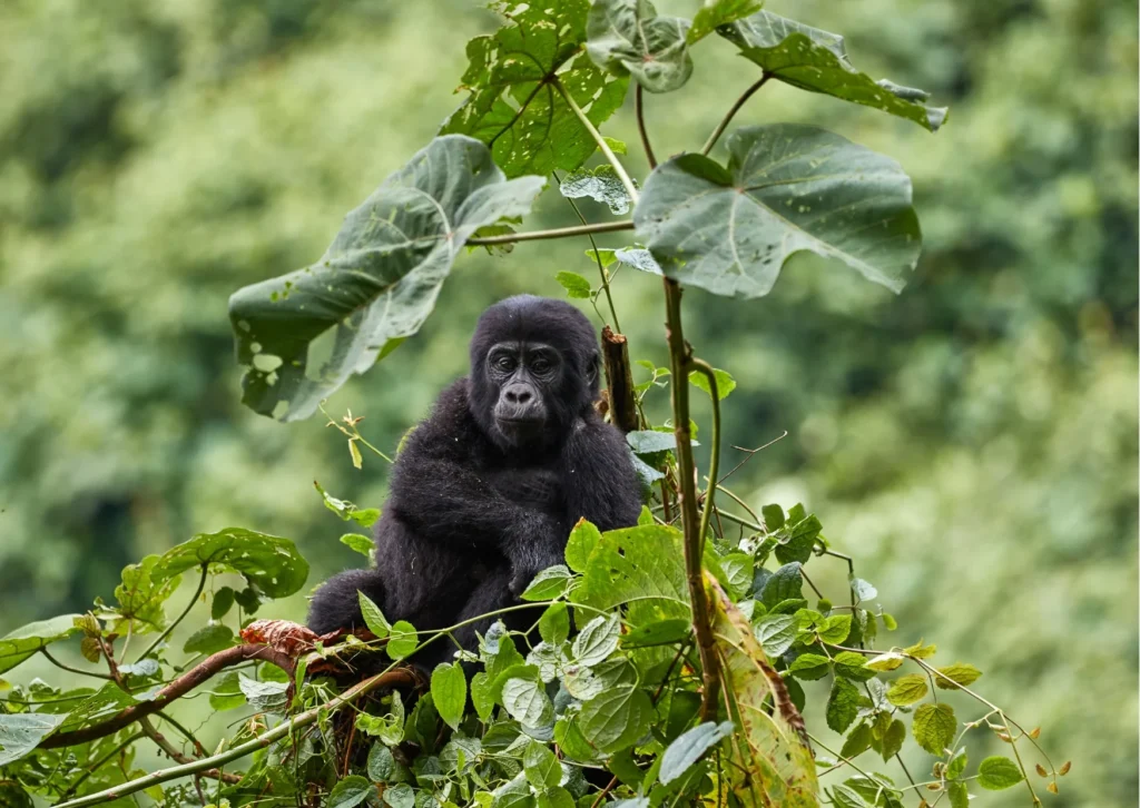 Young mountain gorilla sitting among large green leaves in the forest