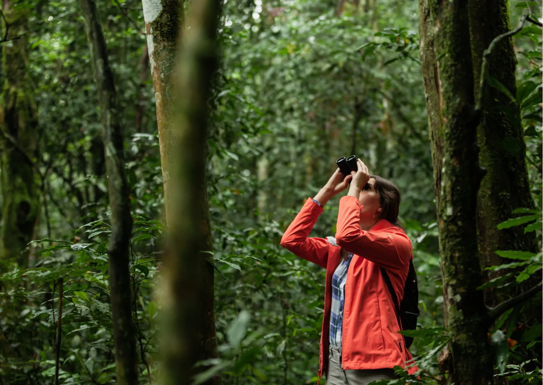 Woman in a red jacket looking up through binoculars in tall rainforest