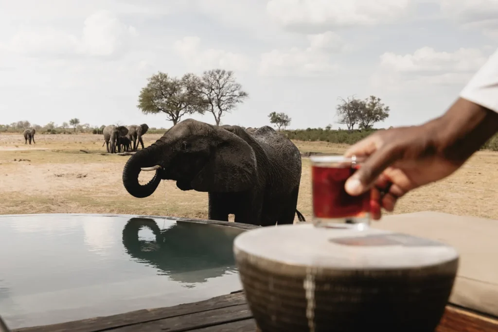 Elephant drinking from the plunge pool at Davison’s Camp in Hwange, Zimbabwe