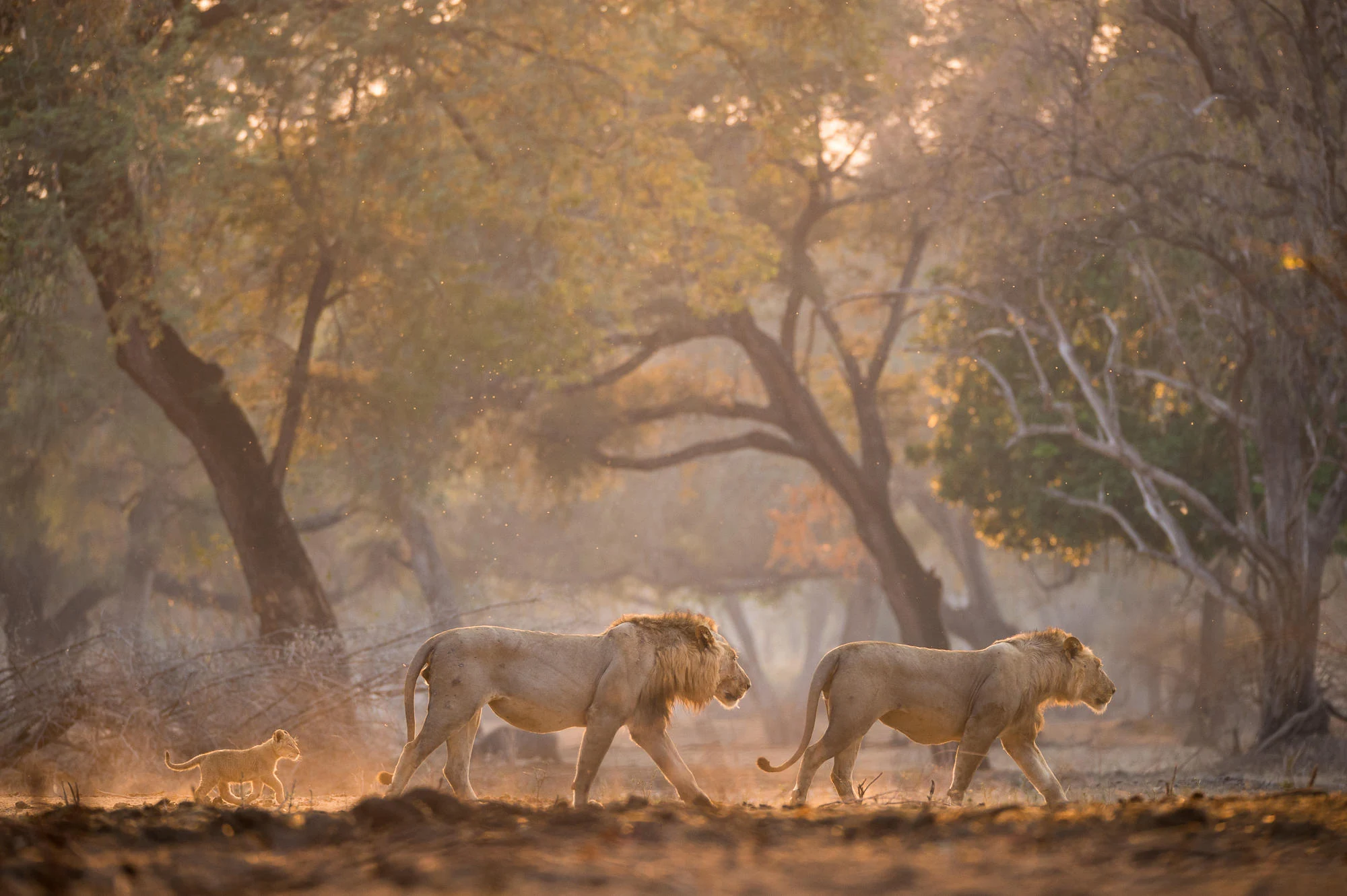 Two male lions and a cub walking through a misty forest in golden morning light